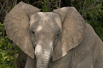 Wall Mural - African Elephant (Loxodonta africana) in South Luangwa National Park. Zambia. Africa.