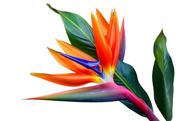 Tropical Bird of Paradise