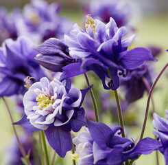 Wall Mural - aquilegia flower in bloom in the garden