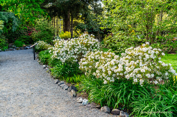 Wall Mural - Seatac Garden White Flowers 2