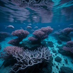 coral reef in sea