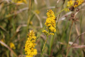 yellow flowers in the garden