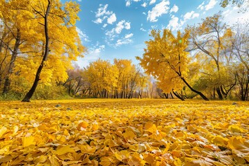 Wall Mural - Golden yellow leaves blanket the ground in a peaceful park, illuminated by bright autumn sunlight filtering through the trees