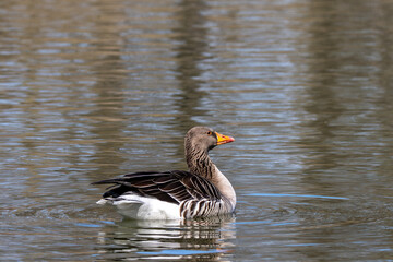 Wall Mural - The greylag goose, Anser anser is a species of large goose