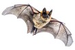 Bat flying with long wings and tail