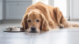 Fototapeta  - Hora da refeição matinal. Retrato de cachorro golden retriever deitado no chão perto da tigela de comida de cachorro na cozinha. Hora das refeições do cão, rotina diária.