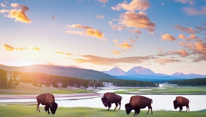 Wall Mural - scenic view of yellowstone national park with bison during sunrise or sunset in landscape comic style