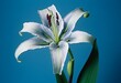 Detailed close-up of a graceful lily flower, showcasing the intricate beauty of the ikebana style of flower display concept