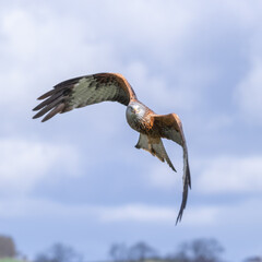 Poster - a close up of a red kite, milvus milvus as it is flying. the blue sky forms the background with spac