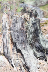 Poster - Detailed shot of wood on a tree. Suitable for nature backgrounds