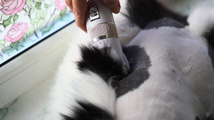 Poster - Cat laying on its back with a person's hand holding an electronic device. Suitable for technology and pet related projects