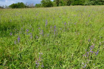 Wall Mural - Wild Clary (Salvia verbenaca) growing in a wildflower meadow
