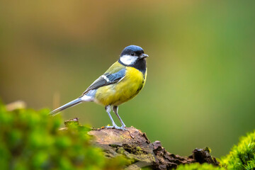 Wall Mural - Great tit Parus major bird closeup