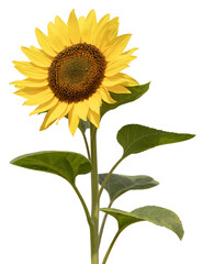 Wall Mural - Fleur de tournesol	