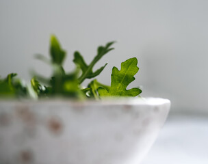 Wall Mural - Arugula leaves in craft ceramic boul, copy space