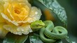 Lime White-lipped Pit Viper (Trimeresurus insularis) on the yellow rose.