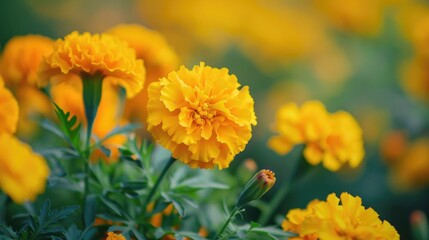 Poster - Colorful yellow marigold blossom in the field and garden