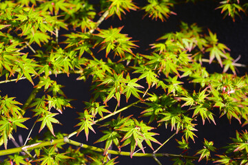 Canvas Print - Japanese maple tree, beautiful leaves