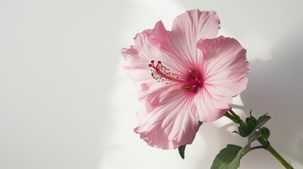 Canvas Print - A beautiful pink flower blooms alone its graceful and elegant petals standing out against a white background a sight of solitary loveliness in full flower