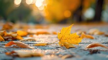A Yellow Leaf That Has Fallen During Autumn