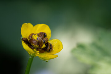 Wall Mural - Brown bugs in a buttercup flower.