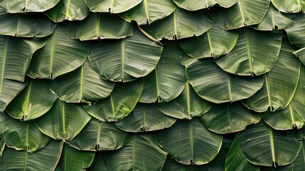 Poster - artistic arrangement of banana leaves layered on top of each other, forming a natural, green tapestry.