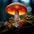 luminous backlit glowing forest mushroom photo