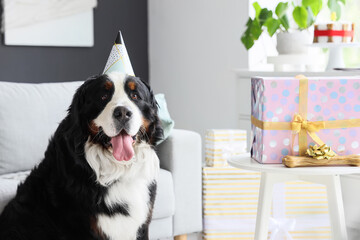 Sticker - Cute Bernese mountain dog in party hat with shopping bags and gift boxes at home. Birthday celebration