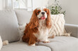 © Pixel-Shot - Cute cavalier King Charles spaniel sitting on sofa at home