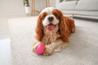 © Pixel-Shot - Cute cavalier King Charles spaniel with toy lying on carpet at home