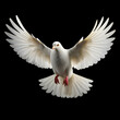 White pigeon isolated on black background 