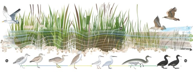 Poster - Frequency Response of a Species to Habitat Condition Changes A Comprehensive D