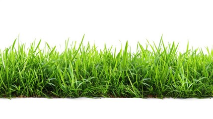 Wall Mural - Green grass lawn isolated on a white background