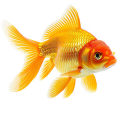 a goldfish with a white background, transparent background png