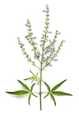 Five leaved chaste tree or Vitex negundo branch green leaf isolated on white background.top view.