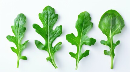 Arugula leaf on white background salad ingredient collection