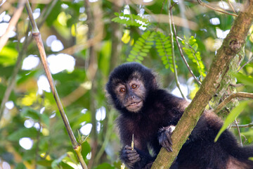 Capuchin Monkey in Parque Caminhos do Mar, Cubatão.