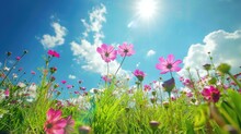 Flowers On The Sunny Meadow With Blue Sky