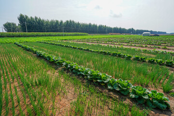 Poster - Beautiful field scenery in autumn, North China