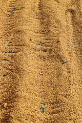 Wall Mural - Close up of coffee beans drying in the sun           