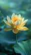 Radiant yellow lotus amidst a sea of green, captured up close in a pristine lake, symbol of purity and peace