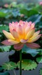 Vibrant rainbow lotus up close in a serene lake, surrounded by green leaves, soft natural lighting