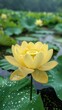 Yellow lotus in full bloom, green leafy surroundings enhancing its beauty in a quiet lake