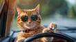 © Bonnie - Portrait of a cat with sunglasses driving a car