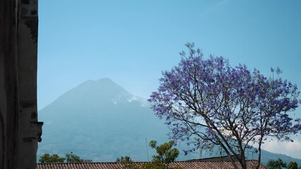 Canvas Print - Volcano agua with Jacaranda Tree in Antigua