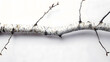 © Generative AI - Bare birch tree branch isolated on white background : Generative AI