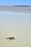 Fototapeta Tulipany - Starfish and crabs on tropical beach of Africa