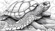 children's coloring book turtles
