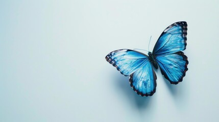 Poster - Beautiful blue butterfly resting on a white background. Perfect for nature or summer-themed designs