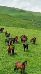 Wall Mural - Aerial view of herd of horses grazing on slope meadow in summer. Vertical video